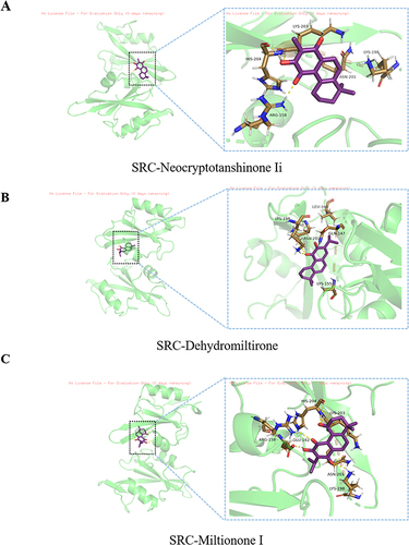 Figure 7 Molecular docking results of SRC-active components. (A)SRC-Neocryptotanshinone Ii. (B) SRC-Dehydromiltirone. (C) SRC-Miltionone I.