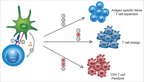 Figure 2. Out of sequence (T)cell activation signaling leads to variable responses. While a typical 3 signal activation results in an antigen specific T cell expansion, a lack of signal 2 can lead to T cell anergy. More recently, it has been shown that signal 3 alone not only causes an expansion of memory T cells into broadly lytic CD8+ T cells, but also causes a transient paralysis of CD4+ T cells thereby suppressing their activation and expansion to memory.