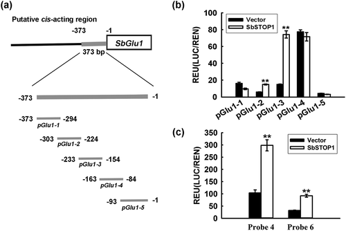 Figure 3. Further characterization of the cis-acting sequence recognized by SbSTOP1 on SbGlu1 promoter in plants.(a) Five putative cis-acting regions of the SbGlu1 promoter designed for the transient transformation assay in Arabidopsis protoplasts. (b) Transcriptional regulation of five regions of SbGlu1 promoter-driven reporters by SbSTOP1 in plant cells. (c) Binding of the SbSTOP1 protein to different probes (20-bp-length fragment) on the SbGlu1 promoter in plant. Data represent the means ± SD from three independent biological replicates. Asterisks (**) represent significant differences from the vector-only control at P < 0.01.