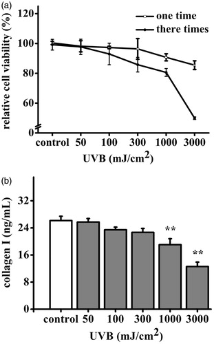 Figure 2. Effects of UVB on HDF cells viability and collagen I production. The HDF cells were exposed to UVB (0–3000 mJ/cm2). (a) HDF cells viability was measured by MTT assay. The viability of control cells was defined as 100%. (b) Amount of collagen I was measured by ELISA kit. Data are shown as mean ± SD. **p < 0.01 compared to control cells.
