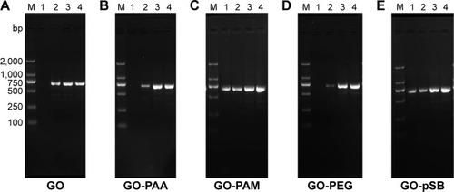 Figure 5 Effect of BSA on PCR inhibited by GO and its derivatives.Notes: M: DNA marker. (A) GO (9.6 μg mL−1), (B) GO-PAA (4.8 μg mL−1), (C) GO-PAM (8.0 μg mL−1). (D) GO-PEG (24.0 μg mL−1) and (E) GO-pSB (24.0 μg mL−1). The concentration of BSA in lanes 1–4 is 0 μg mL−1, 2.0 μg mL−1, 20.0 μg mL−1 and 200.0 μg mL−1, respectively.Abbreviations: BSA, bovine serum albumin; GO, graphene oxide; PAA, polyacrylic acid; PAM, polyacrylamide; PCR, polymerase chain reaction; PEG, polyethylene glycol; pSB, poly(sulfobetaine).