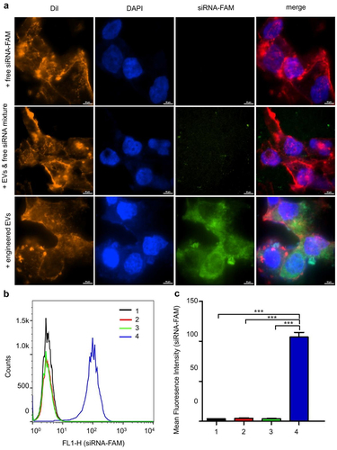 Figure 4. Cellular uptake and intracellular location of engineered EVs in LNCaP-AI cells. (a) Intracellular localization of engineered EVs by confocal microscopy. Red: Dil staining; Blue: DAPI staining; Green: FAM-siRNA. Scale bar: 10 μm (b) LNCaP-AI cells were treated with various groups at 37°C for 4 h, and FCS recorded cellular FAM fluorescence. X-axis: cellular fluorescence intensity; Y-axis: cell counts. (c) FAM Mean fluorescence intensity (MFI) was measured for different treatment groups. 1:+ PBS only; 2: +free siRNA-FAM; 3: EVs+siRNA-FAM mixture; 4: engineered EVs: 3TD-siRNA-FAM loaded EVs, n = 3. ***,P < .001.