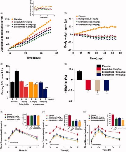 Figure 8. The effects of chronic everestmab treatment on GK rats. (A) Body weight gain. (B) Food intake. (C) Fasting BGL level. (D) %HbA1c. Glucose tolerance test in (E) week 1, (F) week 8, (G) week 9 (after a week washout period). Results are presented as means ± SD (n = 8 each group). ***p<.001, **p<.02, *p<.05, comparing saline to GLP-1R agonists injection.