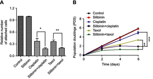 Figure 4 The combination of silibinin and cisplatin or taxol decreases cell-matrix adhesion and inhibits A2780/DDP cells proliferation. (A) The effect of silibinin, cisplatin and/or taxol on cells adhesion to the extracellular matrix. Cells were treated with silibinin (50 μM), cisplatin (115 μM), taxol (50 μM) and silibinin (50 μM) plus cisplatin (115 μM) and/or taxol (50 μM) for 48 h and subjected to cell adhesion assay in which the cells attaching to the extracellular matrix were stained and counted. (B) Proliferation curve of A2780/DDP cells in the presence of silibinin (50 μM), cisplatin (58 μM), taxol (25 μM) and silibinin (50 μM) plus cisplatin (58 μM) and/or taxol (25 μM). The Bar chart of all data represents mean ± SD of three independent experiments, *p<0.05, **p<0.01 and ***p<0.001 vs cisplatin or taxol treated alone group.