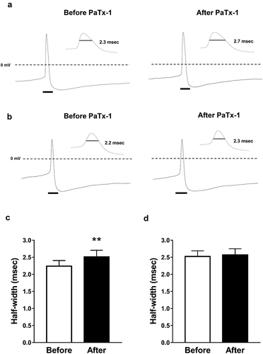 Figure 2. The effects of PaTx-1 (100 nM), a selective Kv4.2 and Kv4.3 channel blocker, on action potential half-width in PVN oxytocin neurons.(a, b) Representative membrane potential recordings from PVN oxytocin neurons before (left) and after (right) PaTx-1application in the activated (a) and non-activated (b) groups. Black bars indicate the expanded time scale area for the enlarged action potential shown in the inset. The bar in the inset shows the half-width of action potential used for the analysis. (c) The effects of PaTx-1 on half-width of action potential of PVN oxytocin neurons in the activated group (n = 6, paired t-test, **p < 0.01). (d) The effects of PaTx-1 on the action potential half-width of PVN oxytocin neurons in the non-activated group (n = 9, paired t-test). Data are presented as means ± SEM. PaTx-1: phrixotoxin-1, PVN: paraventricular nucleus.