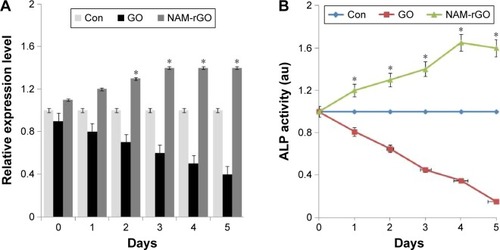 Figure 6 Effects of GO and NAM-rGO on mRNA and protein expression of ALP.Notes: (A) MEFs were treated with 10 μg/mL of GO and NAM-rGO for 5 days. There was a significant difference in the expression of ALP in NAM-rGO-treated cells compared to that in the untreated cells (Student’s t-test; *P<0.05). (B) MEFs were treated with 10 μg/mL of GO and NAM-rGO for 5 days. There was a significant difference in the expression of ALP in NAM-rGO-treated cells compared to that in the untreated cells (Student’s t-test; *P<0.05).Abbreviations: GO, graphene oxide; NAM-rGO, nicotinamide-reduced graphene oxide; MEFs, mouse embryonic fibroblast cells; ALP, alkaline phosphatase.