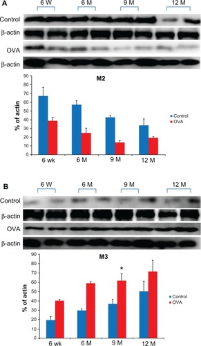 Figure 7 Expression of muscarinic receptors subtype (M2, A; M3, B) in lung tissue relative to β-actin detected by western blotting with rabbit polyclonal antibodies specific for M2 and M3 according to age in the acute asthma model.