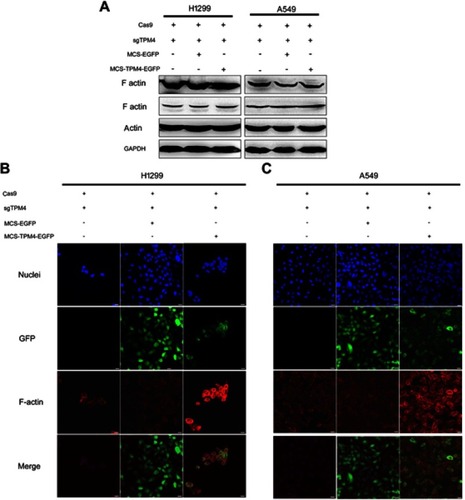 Figure 5 F-actin assembly was increased when TPM4 was upregulated. (A) WB technique was used to determine F-actin level in TPM4 upregulating cells as well as control cells. The actin level was used as a control, with GADPH used as the internal loading controls. (B, C) F-actin was labeled by immunofluorescence staining. The red signal represents the staining of F-actin, the green signal represents the fluorescence of GFP, and the blue signal represents the nuclear DNA staining by Hoechst 33342. Bars represent 20 μm.Abbreviation: WB, Western blot.