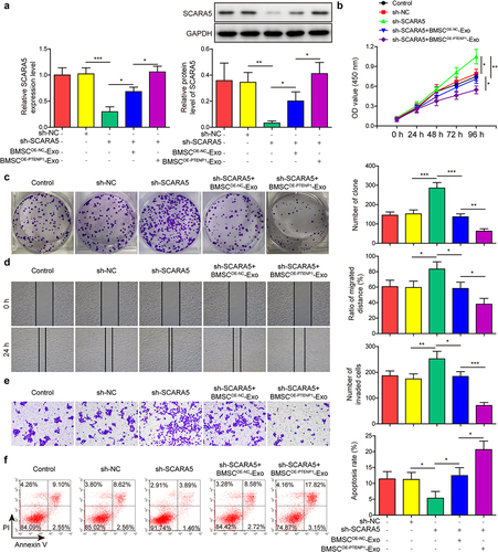 Figure 6. Exosomes derived from PTENP1-overexpressing BMSC abolished the promotive effects of SCARA5 knockdown on the malignant phenotypes of 5637 cells.(a) relative mRNA and protein expression of SCARA5 in 5637 cells treated with sh-SCARA5 and BMSCOE-PTENPCitation1-Exo were measured by qRT-PCR and western blot, respectively. After treatment with sh-SCARA5 and BMSCOE-PTENPCitation1-Exo, 5637 cells were subjected for the analysis of (b and c) proliferation, (d) migration, (e) invasion, and (f) apoptosis. *P < .05, **P < .01, and ***P < .001.