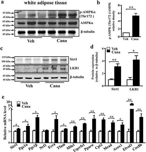 Figure 8. Cana promotes AMPK activation in vivo. Mice were treated with Canagliflozin (Cana) or vehicle for 8 weeks. (a-b) Protein levels of AMPK and phosphorylation levels of AMPK (p-AMPK) at Thr172 site in subcutaneous adipose tissue. The relative average phosphorylation levels of AMPK determined by densitometry and normalized with AMPK. (c-d) Protein levels of Sirt1 and LKB1 in differentiated adipocytes. The relative average protein level was determined by densitometry and normalized with β-tubulin. (e) mRNA levels of gene involved in mitochondrial remodelling of subcutaneous adipose tissue (n = 6). All group data subjected to statistical analysis were repeated in at least three independent experiments. Data are presented as mean ± SEM and *p < 0.05, **p < 0.01 compared to control group