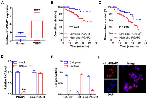 Figure 1 Circ-PGAP3 is overexpressed in TNBC tissues. (A) qRT-PCR analysis of circ-PGAP3 level in 86 TNBC and matched normal tissues. (B, C) The overall and disease-free survival curves of patients with low and high circ-PGAP3 expression. (D) After MDA-MB-231 cells were treated with RNase R, the expression of circ-PGAP3 and PGAP3 was detected by qRT-PCR. (E, F) qRT-PCR and FISH testing the location of circ-PGAP3 in MDA-MB-231 cells. The difference between two groups was tested by Student’s t-test. **P<0.01, ***P<0.001.