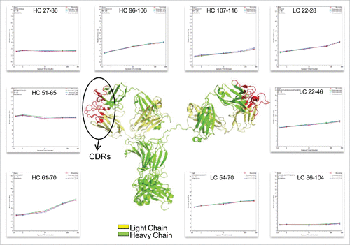 Figure 5. Representative peptides covered the complementarity determining regions (CDRs) of infliximab displayed identical conformation and dynamics. The heavy chain and light chain structures are colored in the 3D model of IgG1 (PDB: 1HZH) in green and yellow, respectively. The three light and heavy chain CDRs are colored in red. The deuterium incorporation curves of the sample peptides, which covered all the CDRs, are showed.