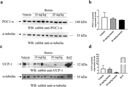 Figure 8. Effect of butein T on SC adipose tissue browning in the ThermoMouse. SC fat was obtained from ThermoMouse exposed for 4 days to butein (10 or 20 mg/kg; n = 4) or vehicle (n = 2). A BAT lysate of a ThermoMouse was used as a positive control for UCP-1 protein levels. Tissues were homogenized and protein lysates (50 µg for SC fat and 10 µg for BAT) were used in western blotting for PGC1-α (a) and UCP-1 (c). Panels (b) and (d) illustrate the densitometric quantitation of the PGC1-α and UCP-1 western blot, respectively, normalized for the levels of the loading control α-tubulin. Abbreviations: subcutaneous (SC); brown adipose tissue (BAT); peroxisome proliferator-activated receptor-γ coactivator 1-α (PGC1-α) and uncoupling protein-1 (UCP-1).