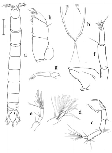 Figure 1 Stygocyathura taitii n. sp. Paratype male (a–d and f–h), female (e): a, habitus; b, telson; c, antenna; d, male antennule flagellum; e, female antennule flagellum; f, mandible; g, first maxilla; h, maxilliped without endopodite.