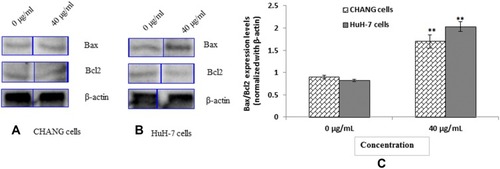 Figure 9 Expression of pro and anti-apoptotic proteins as evaluated by immuno blotting for 24 hrs (A) CHANG cells (B) HuH-7 Cells (C) Densitometry analysis of relative protein level of Bax/Bcl2 ratio. Each value represents the mean ±SE of three experiments. n= 3, ** p < 0.01 vs control.