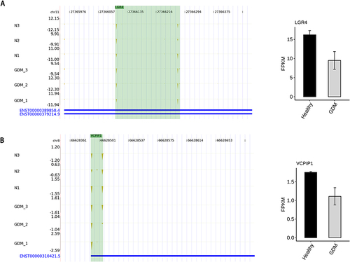 Figure 3 Alternative polyadenylation in the mRNAs results in transcript instability. (A) The TTS distribution of LGR4, Left panel: IGV-sashimi plot showing the distribution of TTS locus reads, the green panels represent the position of changing. Reads distribution is plotted in the up panel and the transcripts of each gene are shown below. Right panel: The Bar plot showing the expression pattern and statistical difference of DEGs. Error bars represent mean±SEM. (B) The TTS distribution of VCPIP1, Left panel: IGV-sashimi plot showing the distribution of TTS locus reads, the green panels represent the position of changing. Reads distribution is plotted in the up panel and the transcripts of each gene are shown below. Right panel: The Bar plot showing the expression pattern and statistical difference of DEGs. Error bars represent mean±SEM.