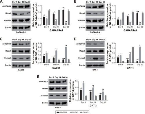 Figure 3 The protein levels of GABAARα1 (A) and GABAARα4 (B) enhanced, while that of GAD65 (C), GAT-1 (D), and GAT-3 (E) reduced in the hippocampus tissues of epilepsy rats after treatment with si-HDAC4.