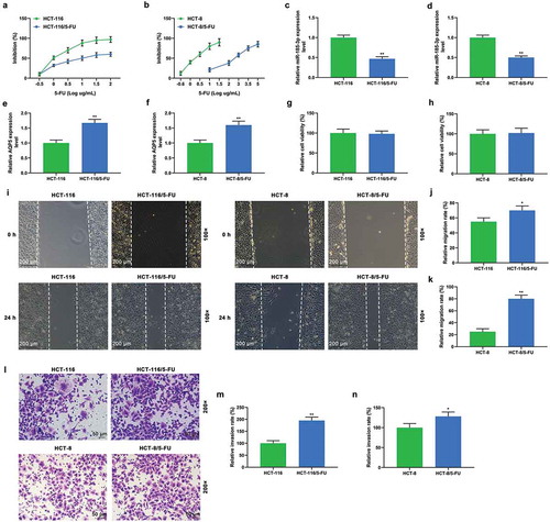 Figure 2. 5-FU-insensitive CRC cells show decreased sensitivity to 5-FU and miR-185-3p level and increased metastasis ability and AQP5 level.