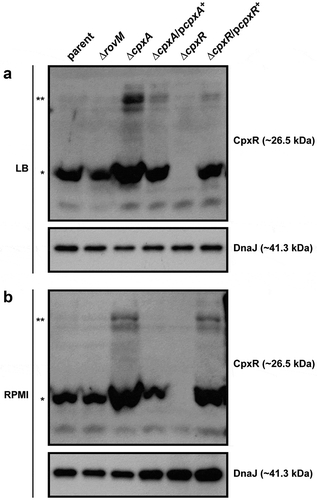 Figure 2. Accumulation of CpxR~P in the cytoplasm of Yersinia. The Phos-tag acrylamide system was used to measure accumulated CpxR~P in vivo. Bacteria were cultured at 26°C until late stationary phase in LB (A) or RPMI (B) media. After harvesting by centrifugation, bacteria were lysed with formic acid and samples immediately fractionated on Phos-tag acrylamide, immunoblotted, and detected with anti-CpxR antiserum. The cytoplasmic molecular chaperone DnaJ served as a loading control. Strains: parent, YPIII/pIB102; rovM null mutant, YPIII171/pIB102; cpxA null mutant, YPIII07/pIB102; cpxA null mutant/pcpxA+, YPIII07/pIB102, pJF067; cpxR null mutant, YPIII08/pIB102; cpxR null mutant/pcpxR+, YPIII08/pIB102, pJF068. The double asterisk (**) reflects the active phosphorylated CpxR isoform accumulated in the Yersinia cytoplasm, while the single asterisk (*) indicates the accumulated inactive non-phosphorylated CpxR isoform.