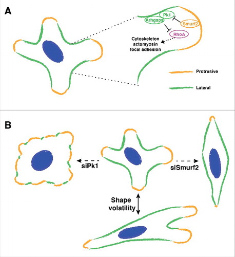 Figure 1. Interaction between lateral signaling and protrusive activity drives shape volatility during cell migration. (A) Migrating cells often extend multiple protrusions that lead to a multi-axial morphology. Pk1 and Arhgap21/23 function at the lateral cortex of the cell to confine protrusive activities. The activity of lateral signaling includes regulation of RhoA, cytoskeleton, actomyosin, focal adhesions, etc. Smurf2 mediates the negative regulation of lateral signaling. (B) Shape volatility of migrating cells depends on proper coordination of lateral signaling. Perturbation of lateral signaling leads to inhibited motility with distinct morphologies.