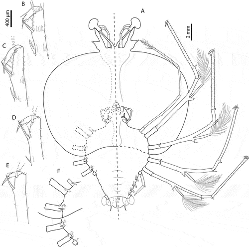 Figure 11. Chelarctus crosnieri Holthuis, Citation2002, final stage. A, ventral (right) and dorsal (left) view; B, dactylus of first pereiopod (P1); C, dactylus of second pereiopod (P2); D, dactylus of third pereiopod (P3); E, dactylus of fourth pereiopod (P4). Scale bars: A = 2 mm; B–E = 400 µm.