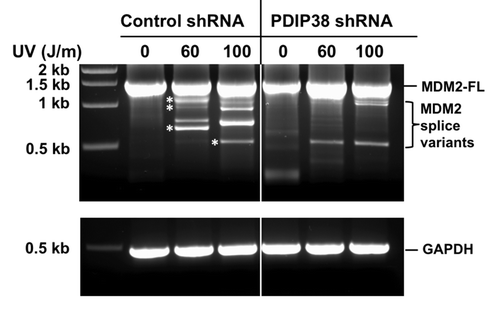 Figure 6. Effect of PDIP38 knockdown on alternative splicing of MDM2 induced by UV irradiation. (A) Control A549 cells (control shRNA) or A549 cells stably expressing shRNA targeted against PDIP38 (PDIP38 shRNA) were treated with 60 and 100 J/m2 of UV. Cells were harvested 24 h post-treatment. Total RNA was isolated and subjected to nested reverse transcription-PCR to detect MDM2 full-length and splice variants, as described in “Material and Methods”. Asterisks denote the bands that corresponded in size to those reported for the MDM2 splice variants, Mdm2-c, Mdm2-a, Mdm2-b, and Mdm2-d.Citation31 (Sizes of the bands were graphically determined from a plot of the marker DNA size against migration.)