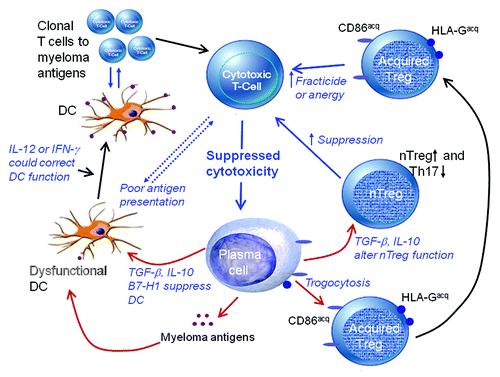 Figure 1. Mechanisms associated with tumor-induced suppression of cytotoxic T cells in multiple myeloma include dysfunctional dendritic cells (DCs) due to plasma cell-derived transforming growth factor β (TGFβ) or interleukin-10 (IL-10), an imbalance between regulatory T cells (Tregs) and T helper 17 (Th17) cells, suppressing T-cell proliferation as well as fracticide or anergy induction as caused by novel Tregs generated by trogocytosis.