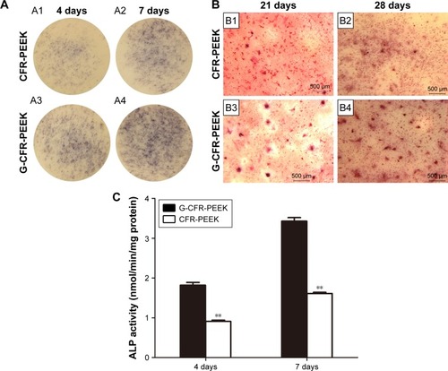 Figure 6 (A) Stereomicroscopy of histochemical staining for ALP after culturing with osteoinductive medium on the CFR-PEEK (A1) and G-CFR-PEEK (A3) scaffolds for 4 days (n=3). Histochemical staining for ALP after culturing with osteoinductive medium on CFR-PEEK (A2) and G-CFR-PEEK (A4) scaffolds for 7 days (n=3). (B) Stereomicroscopy of alizarin red S staining of mineralized bone cultured with osteoinductive medium on CFR-PEEK (B1) and G-CFR-PEEK (B3) scaffolds at 21 days. Alizarin red S staining of mineralized bone on CFR-PEEK (B2) and G-CFR-PEEK (B4) scaffolds at 28 days. (C) ALP activity of G-CFR-PEEK and CFR-PEEK scaffolds at 4 and 7 days (n=3). Results presented as means ± SD. **P<0.01. Scale bars 500 µm.Abbreviations: ALP, alkaline phosphatase; CFR-PEEK, carbon fiber-reinforced polyether ether ketone; G-CFR-PEEK, graphene-modified carbon fiber-reinforced polyether ether ketone.