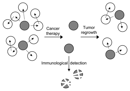 Figure 2. CSC and cancer therapy. In heterogeneous primary tumors, more differentiated cells (white) have been shown to be susceptible to treatment, such as radiation or chemotherapy. CSC (gray) however are more resistant to currently used treatments, and might be responsible for tumor recurrence and ongoing chromosomal instability if not eliminated efficiently. Immunological strategies that directly target the CSC that are more resistant to classical therapies might thus help to ensure complete eradication of cancer cells.