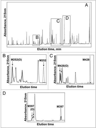 Figure 3 The UV 215 nm overlay of RPHPLC separated tryptic peptides of an IgG2 exposed to 24 hour Xenon (black line) versus control, no exposure to Xenon (gray line). Major modifications are outlined by boxes in (A). Close-up views are shown in (B) (M252), (C) (M428) and (D) (M397).