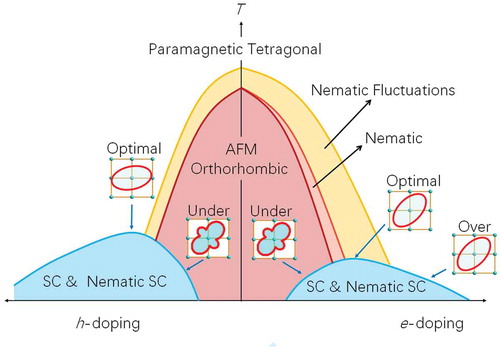 Figure 8. Phase diagram of 122-type superconductors. The yellow region demonstrates the nematic fluctuation. A narrow light orange region reveals the nematic order for the electron-doped samples. The light red region corresponds to the orthorhombic magnetism. The light blue area exhibits to superconducting dome with the existence of the nematic superconducting state. The schematic diagrams of red curves in the crystal lattices show the symmetries obtained by transport measurement with different doping levels