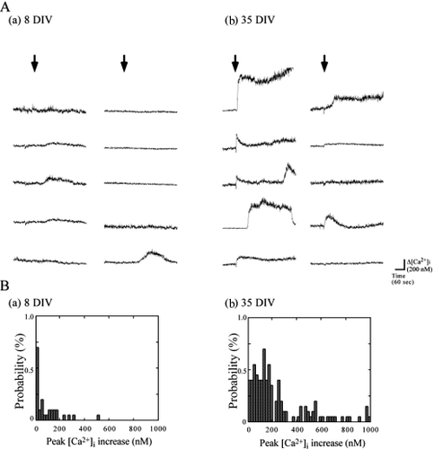 Figure 1 Patterns of [Ca2+]i increase in hippocampal neurons cultured at 8 DIV and 35 DIV induced by AβP[25–35]. A. Temporal changes in [Ca2+]i in 10 randomly chosen cultured hippocampal neurons at 8 DIV (a) and 35 DIV (b) in the same optical field were analyzed, and their traces are shown. Arrows indicate the time when 20 μM AβP[25–35] was added to the bath solution. B. Frequency histograms of extent of [Ca2+]i increase at 8 DIV (a) and 35 DIV (b). The vertical axes represent the percentage of neurons responding to AβP, and the horizontal axes represent the amplitude of the peak [Ca2+]i increase (bin = 20 nM).