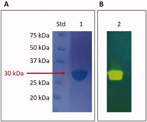Figure 4. SDS-Page electropherogram (A) and protonogram (B). Legend: Lane Std, molecular markers, molecular mass values starting from the top: 75, 50, 37, 25, and 20 kDa; Lane 1: MpaCA band detected after staining Coomassie blue; Lane 2: MpaCA activity responsible for the reduction in pH from 8.2 to the transition point of the dye. The protein component corresponding to MpaCA is represented by the yellow band.