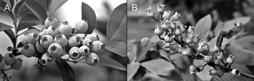 FIGURE 3 Parthenocarpic fruit development in (a) ‘Baldwin’ and (b) ‘Chaucer’ rabbiteye cultivars under insect-free greenhouse conditions.