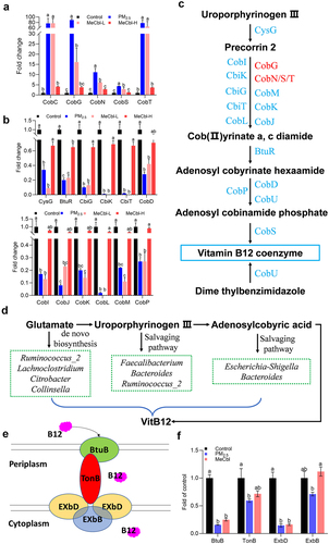 Figure 7. Changes of cobalamin metabolism and transport in vitro colon simulation system (lumen) by KEGG pathways analysis (day 4). (a) genes of cobalamin metabolic enzymes up-regulated by PM2.5 exposure; (b) genes of cobalamin metabolic enzymes down-regulated by PM2.5 exposure; MeCbl solution was added to the fermenter at the final concentration of 0.0125 mg/mL (MeCbl-L) and 1.25 mg/mL (MeCbl-H); (c) key pathways associated with cobalamin metabolism. Up-regulated genes were marked in red and down-regulated genes were marked in blue after PM2.5 treatment, while all these marked genes level were significantly reversed by MeCbl supplementation; (d) flowchart of key pathway of bacterial B12 synthesis. Bacteria listed here was significant changed in PM2.5 and MeCbl-treated groups; (e) diagram of the VitB12 transport machinery in E. coli. (f) relative transcriptional levels of BtuB, TonB, ExbD and ExbB that involved in VitB12 transport in fermentation at day 4. Values indicated by the bars with different letters are significantly different (p < .05, one-way ANOVA).