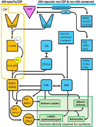 Figure 2. Interactions of the Common Symbiosis Pathway (CSP) genes with non-CSP components. From top left: AM requires both the receptor kinases SymRK, and CERK1, a central immune receptor acting in many biotic interactions and conserved in plants regardless of AM status. Activation of the CSP culminates in upregulation of RAM1 by the CYCLOPS transcription factor complex including DELLA protein. Treating cyclops mutant plants with the GA inhibitor paclobutrazol restores mycorrhization (Pimprikar et al., Citation2016). In addition to regulation by the CSP, RAM1 and the related protein RAD1 are direct targets of the phosphate-sensitive transcription factor PHR. PHR regulates other AM targets including VAPYRIN and PT4. Overexpression of PHR can triple mycorrhizal colonization (Shi et al., Citation2021). RAM1, RAD1, and PHR also form a positive feedback loop with transcription of the lipid synthesis master regulator WRINKLED family (Jiang et al., Citation2018). AMF interact with multiple plant hormones including strigolactone signaling components (Carotenoid Cleavage Dioxygenase 7 (CCD7) and CCD8, Strigolactone receptor D14, and F-box protein MORE AXILLARY GROWTH2 (MAX2) and Jasmonic acid (JA) pathway elements (LOX;Lipoxygenases, OPR3; OPDA reductases, COI1; JA co-receptor complex F-box protein CORONATINE INSENSITIVE1), all of which have important roles in plant development, defense, and cell wall modifications (EXPAs; expansins, CESAs; Cellulose synthases; XTHs, Xyloglucan endotranglucosylase/hydrolases) (Mayzlish-Gati et al., Citation2012; Hou and Tsuda, Citation2022).