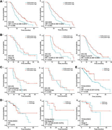 Figure 4 Survival curves for TLR3 in IHC samples and TCGA. (A) Survival curves in IHC samples indicated that ESCC patients with low TLR3 protein expression had a shorter OS (i) and DSS (ii) than those with high-level of TLR3 (15.4 vs 26.7 months, P = 0.006; 15.4 vs 27.3 months, P = 0.003, respectively) in the IHC samples. (B) Stratified by TMN stage, i. there was no statistical significance in stage III (P = 0.635); ii, iii. the OS of stage IV or combined stage III and IV patients with high TLR3 level was significantly longer than that of patients with low TLR3 level (P = 0.024 and P = 0.025, respectively). (C) The survival curves for having received postoperative chemotherapy (i, P = 0.059) or radiotherapy (ii, P = 0.690) patients in IHC samples. (D) The survival curves of OS in the TCGA-ESCC patients. i. all the data; ii. TNM stage III (P = 0.033, HR = 0.199, 95% CI: 0.045–0.874); iii. TNM stage II. (E) ESCA patients with low TLR3 mRNA expression had a shorter OS than those with high levels of TLR3 (13.2 vs 18.3 months, P = 0.028) in the Kaplan-Meier survival curves from the TCGA.
