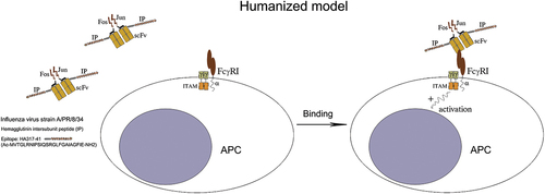 Figure 7. pTriex-sc22-IP-Jun/sc22-IP3-Fos is expected to bind selectively APCs after the expression of genetically engineered molecules in vivo followed by boosting with the expressed fusion protein, and to generate a strong activation signal through the FcγRI.