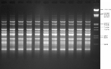 Figure 5. Representative ISSR profiles of in vitro raised and donor plants of A. marina generated using primer UBC-866. Lanes 1–10: randomly selected regenerated plants; lane D: donor plant; lane M: lambda DNA/EcoRI+HindIII marker.