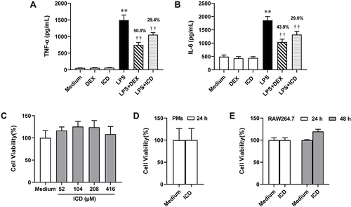 Figure 3 Isocorydine inhibits TNF-α and IL-6 release from LPS-treated peritoneal macrophages. Peritoneal macrophages were treated with isocorydine (ICD) (52.03 μM) and LPS (50 ng/mL) for 4 h. The levels of TNF-α (A) and IL-6 (B) in the peritoneal macrophages cell culture supernatant were measured using respective ELISA kits (n = 3). Peritoneal macrophages were treated with ICD (0, 52, 104, 208, and 416 μM) for 4 h, and the viability of the peritoneal macrophages was assessed (n = 3) (C). Peritoneal macrophages or RAW264.7 cells were treated with ICD at 52.03 μM for 24 h or 48 h, and the viability of the peritoneal macrophages (n = 3) (D) and RAW264.7 (n = 4) (E) was determined using the CCK-8 assay. **p < 0.01 vs Medium; ††p < 0.01 vs 50 ng/mL LPS.