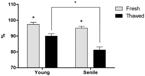 Figure 3. Acrosome membrane integrity (%) in fresh and cryopreserved semen of the Young and Senile groups. *Difference between semen processing (p < .05). +Difference between groups (p < .05).