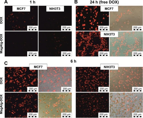 Figure 9 In vitro fluorescent and Merge images of subcellular DOX distribution in: (A) MCF7 and NIH3T3 cells after 1 hour of incubation with DOX and MagAlg-DOX respectively, (B) in MCF7 and NIH3T3 cells after 24 hours incubation with free DOX and (C) in MCF7 (left) and NIH3T3 (right) cells after 6 hours of incubation with DOX and MagAlg-DOX respectively. The concentration of DOX was in all samples 50 μM.Abbreviations: DOX, doxorubicin; h, hours