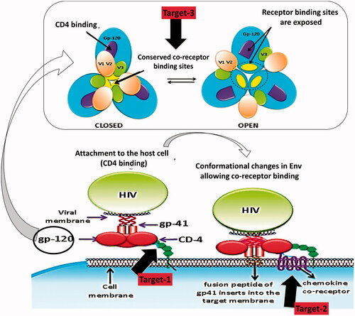 Figure 2. Targets for fusion and binding inhibition.