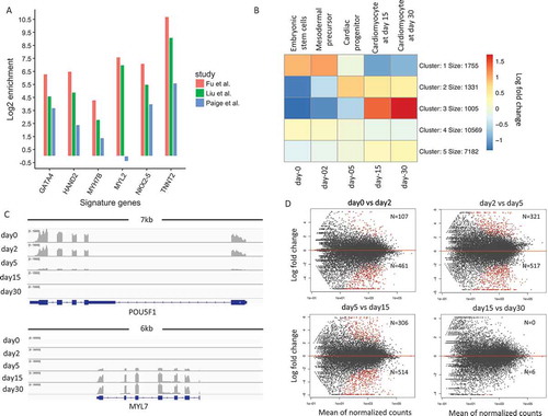 Figure 1. Patterns of gene expression changes during cardiogenesis.(a). Comparison of signature gene expression enrichments for cardiomyocytes between our study and Paige et al./Liu et al. The y-axis represents the log 2 fold change between expression values of signature genes and average expression values of all genes. (b). K-means clustering of normalized gene expression values for samples among the five developmental stages. The color in the heatmap represents the log 2 fold change of expression values. The red color represents a higher expression value than average expression across samples, while the blue color represents the opposite. Text on the left of heatmap indicates the enriched gene ontology terms for each cluster of genes. (c). Genome browser view of RNA-Seq data for POU5F1 gene and MYL7 gene. Each track shows the expression profile for a different stage. (d). MA-plot of differential expressed genes for neighboring stage comparisons (A VS B). The number N shows the number of up and down-regulated genes. The number above the red line represents the number of DEGs that is up-regulated in A.