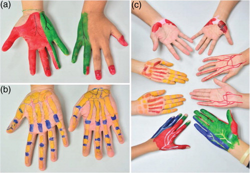 Fig. 1.  Body painting of dermatome (a) bone (b) and other related structures (c) in the hand.
