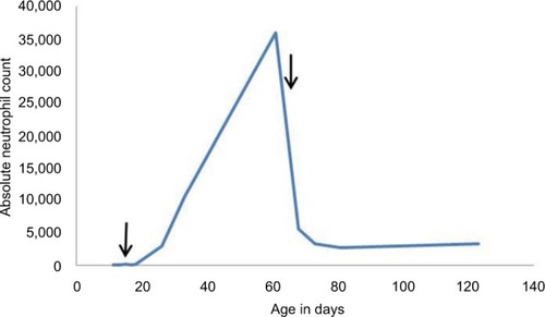 Figure 2 ANC (cells/µL) of the patient (the arrows symbolize the start and the terminating of filgrastim) over several months.