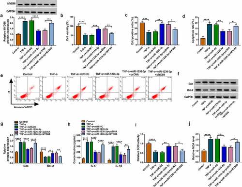 Figure 6. Effects of miR-1236-3p and MYD88 on TNF-α-induced FHC cell injury. (a) The MYD88 protein expression was examined by WB analysis. Cell proliferation and apoptosis were analyzed by CCK8 assay (b), EdU assay (c) and flow cytometry (d-e). (f-g) Protein expression was detected by WB analysis. (h) ELISA assay was used to determine the concentrations of IL-6 and IL-1β. (i-j) Cell oxidative stress was analyzed. *P < 0.05, **P < 0.01, ***P < 0.001, ****P < 0.0001.