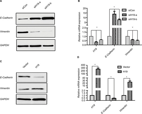 Figure 4 H19 regulates expression of EMT marker E-cadherin and Vimentin in PTC cells.Notes: (A and B) Expression of E-cadherin and Vimentin in B-CPAP cells at protein and mRNA levels analyzed by (A) Western blot and (B) RT-PCR, respectively, when silencing H19 by siH19-a and siH19-b. (C and D) Expression of E-cadherin and Vimentin in B-CPAP cells at protein and mRNA levels analyzed by (C) Western blot and (D) RT-PCR, respectively, when overexpressing H19. *P<0.05 as compared to control groups.Abbreviations: EMT, epithelial-mesenchymal transition; PTC, papillary thyroid carcinoma; RT-PCR, real-time PCR.