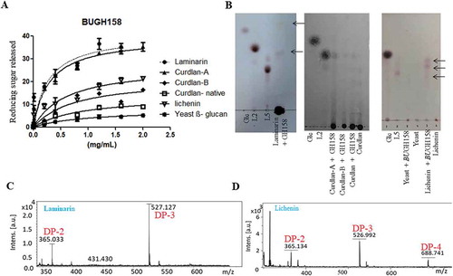 Figure 4. (a) Hydrolysis of different β- glucans and Michaelis-Menten kinetics of BuGH158. (b) Thin layer chromatography analysis was carried out on Silica Get 60 F254 (Merck) and generated mono- and oligo-saccharides were visualized by spraying TLC with 5% H2SO4 in ethanol, followed by charring. Kinetics curves were analyzed on GraphPad Prism. MALDI-TOF mass spectrum was performed in positive ion mode of enzymatic products from laminarin (c) and lichenin (d). All masses were observed with sodium attached molecular mass [M+ Na]+. Three independent replicates were used for Michaelis-Menten kinetics. Bar represent average value of three independent replicates with standard errors.
