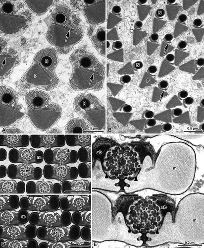 Figure 4. Chrysopidae. A, Spermatozoa of Dichocrysa prasina and B, Chrysopa formosa cross-sectioned at the level of the nuclei (N). The cylindrical nucleus (N) shows the nuclear envelope that expands in a thin wing (arrows). The nucleus is surrounded by a great amount of dense paracrystalline material (p) and by a bundle of parallel rodlets (r); C,E, Cross-sectioned sperm tails of D. prasina and D, Chrysopa intima showing the two mitochondrial derivatives (m) that surround most of the axoneme (ax) and leave only a little space for the accessory bodies (ab). The flagellum shows a 9+9+2 axoneme. Note the bridges (arrowheads) connecting the axonemal doublets 2 and 5 to the mitochondrial derivatives.